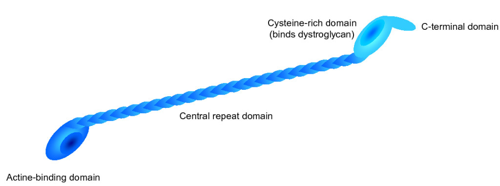 dystrophin detailed info